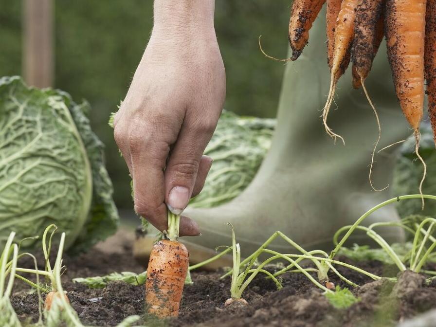 LSU Garden News: While you're waiting for it to cool off, plan your fall garden and projects